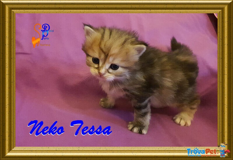 Cuccioli Gattini Siberiani Pedigree -italia - Foto n. 3