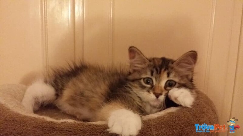 Cuccioli Gattini Siberiani Pedigree -italia - Foto n. 4