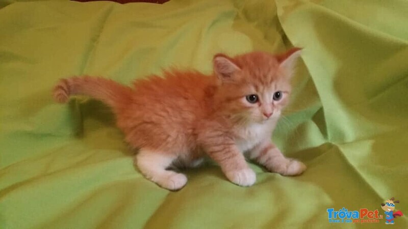 Cuccioli Gattini Siberiani Pedigree -italia - Foto n. 5