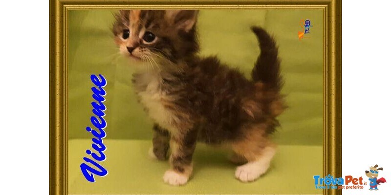 Cuccioli Gattini Siberiani Pedigree -italia - Foto n. 6