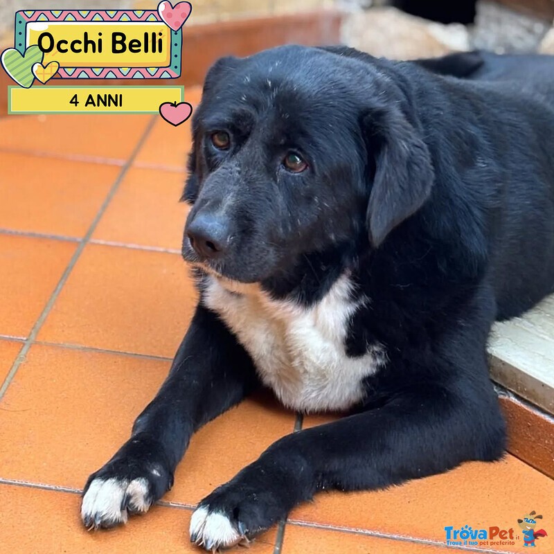 Occhi Belli - Dolce Cagnolino 4 anni Cerca casa - in Adozione - Foto n. 1