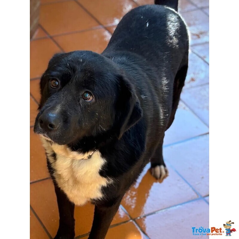 Occhi Belli - Dolce Cagnolino 4 anni Cerca casa - in Adozione - Foto n. 2