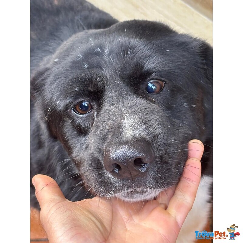 Occhi Belli - Dolce Cagnolino 4 anni Cerca casa - in Adozione - Foto n. 4