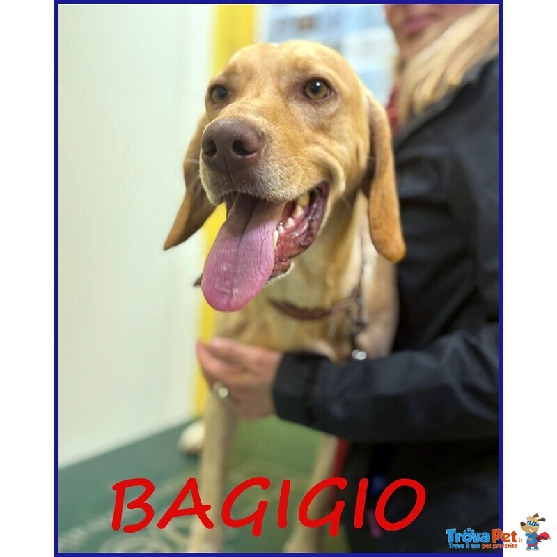 Bagigio Cucciolone Simil Segugio Bello e Buono - Foto n. 1