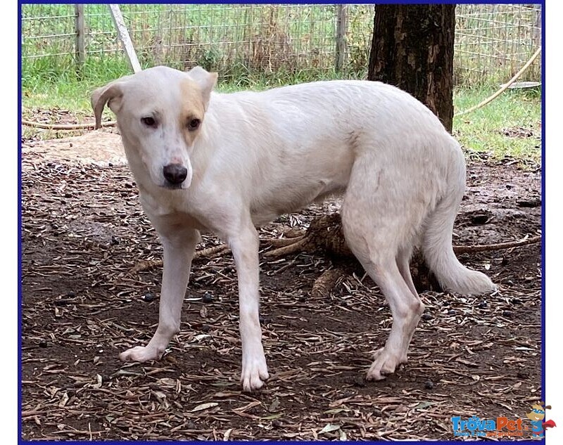 Calu' Tenera Cagnolina tg Media - Foto n. 1