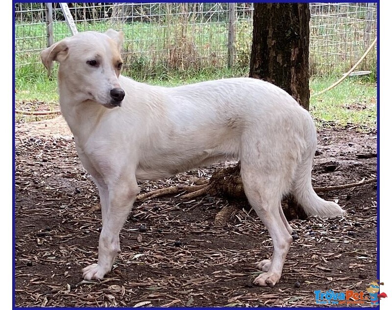 Calu' Tenera Cagnolina tg Media - Foto n. 6