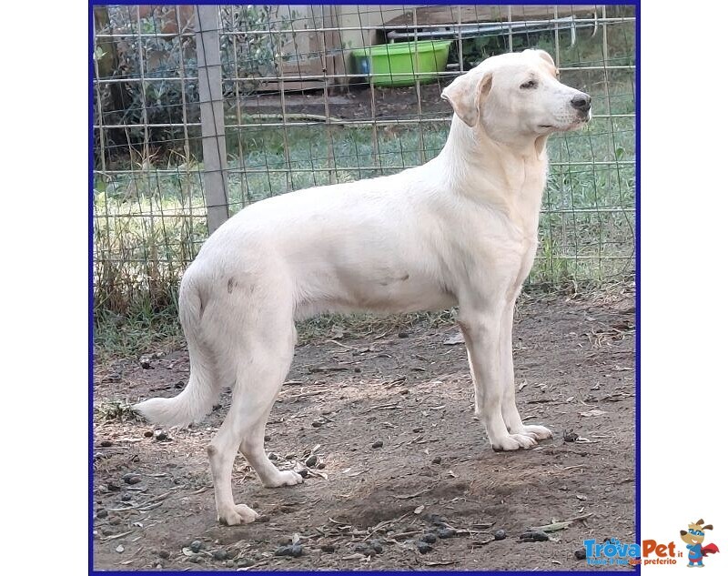 Calu' Tenera Cagnolina tg Media - Foto n. 7