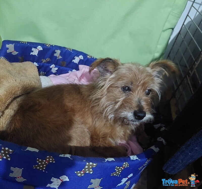 Dolce Henry, 5 kg di Amore Aspetta una Casa - Foto n. 1