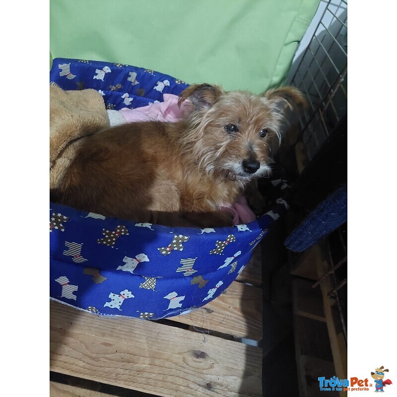 Dolce Henry, 5 kg di Amore Aspetta una Casa - Foto n. 2