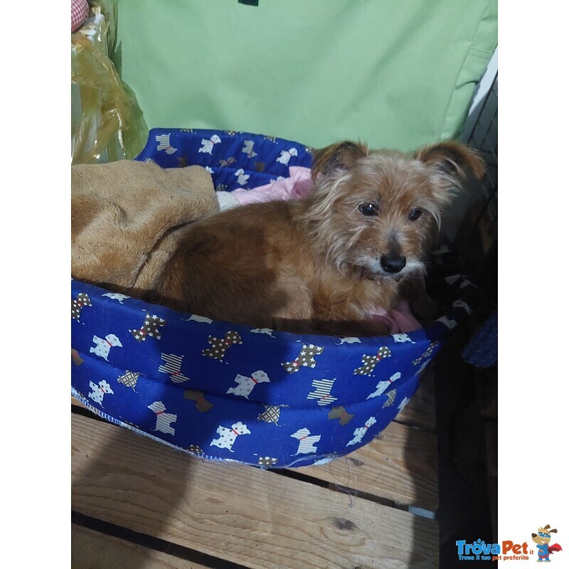 Dolce Henry, 5 kg di Amore Aspetta una Casa - Foto n. 3