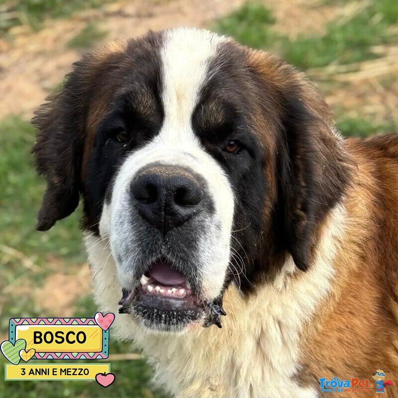 Bosco - san Bernardo 3 anni e Mezzo Cerca Casa - Foto n. 1