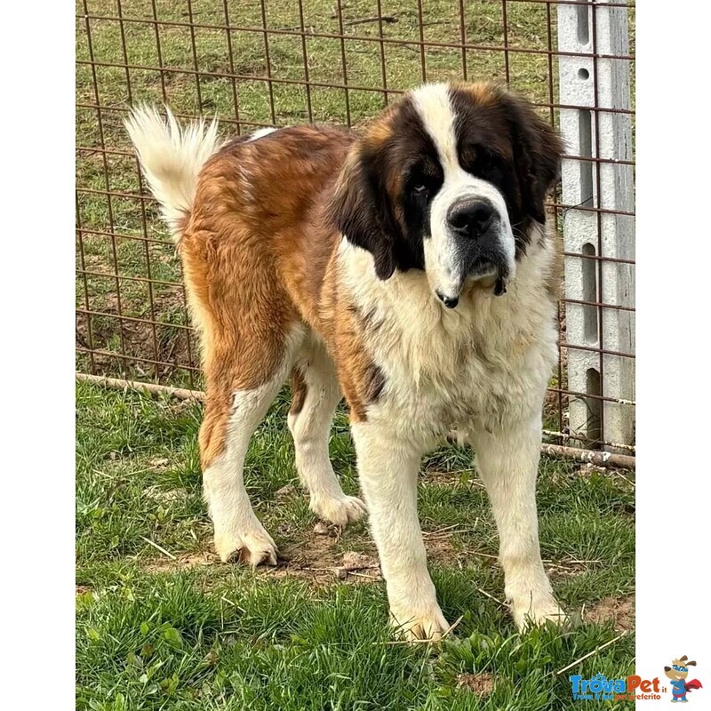 Bosco - san Bernardo 3 anni e Mezzo Cerca Casa - Foto n. 2