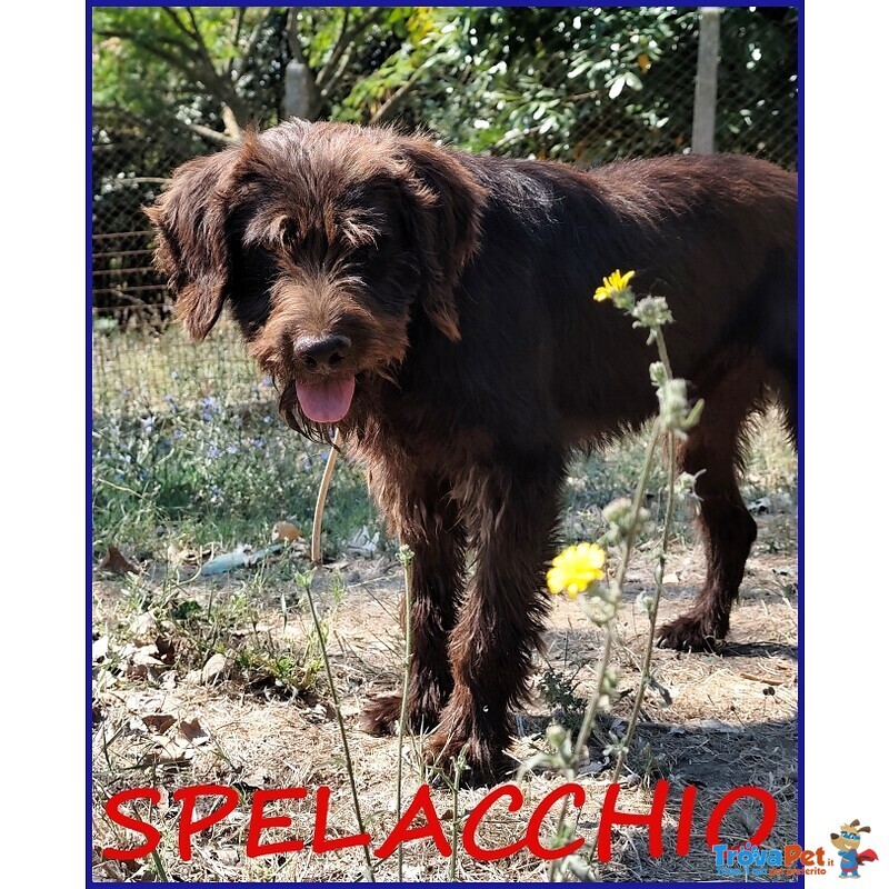 Spelacchio Ferito nel Corpo e Nell'anima Merita Serenità - Foto n. 1