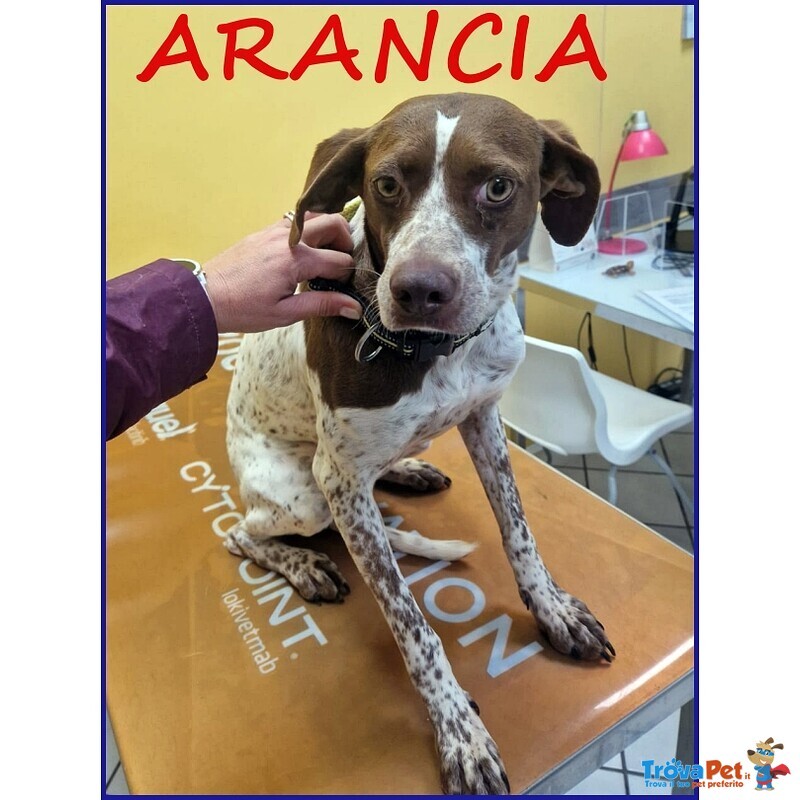 Arancia Pointerina 3 anni e Mezzo - Foto n. 1