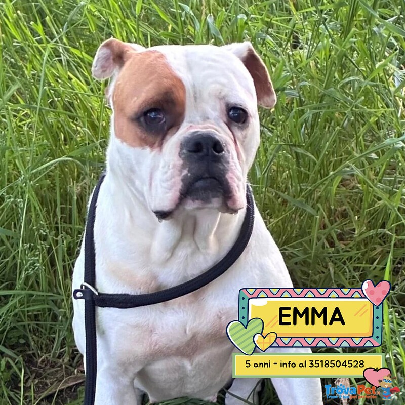 Emma American Bulldog 5 anni Cerca casa - in Adozione - Foto n. 1