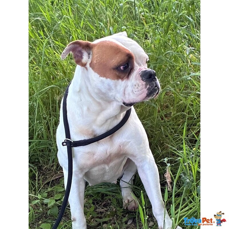 Emma American Bulldog 5 anni Cerca casa - in Adozione - Foto n. 2