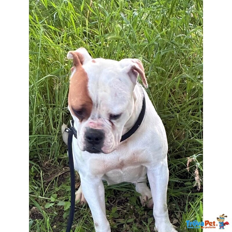 Emma American Bulldog 5 anni Cerca casa - in Adozione - Foto n. 3