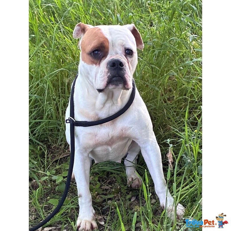 Emma American Bulldog 5 anni Cerca casa - in Adozione - Foto n. 4