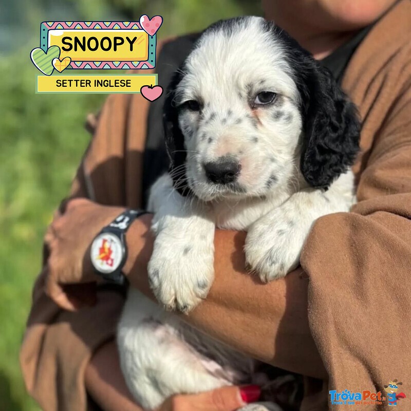 Snoopy Cucciolo Setter Inglese in Adozione - Foto n. 1