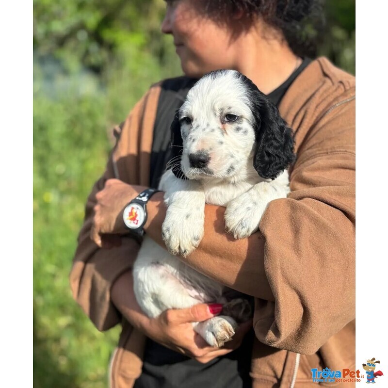 Snoopy Cucciolo Setter Inglese in Adozione - Foto n. 2