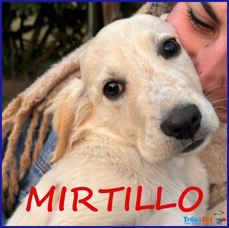 Mirtillo Cucciolo mix Setter Sopravvissuto ai Fratelli - Foto n. 1
