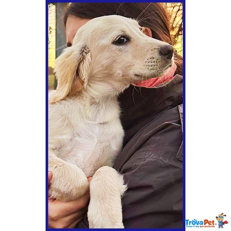 Mirtillo Cucciolo mix Setter Sopravvissuto ai Fratelli - Foto n. 2