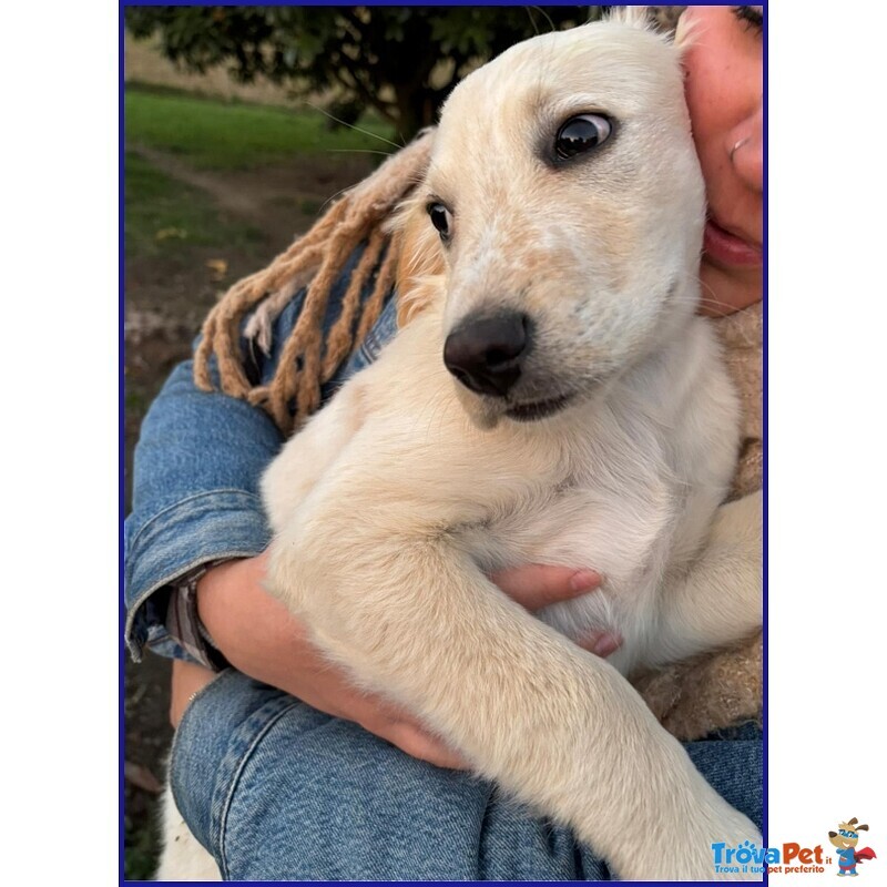 Mirtillo Cucciolo mix Setter Sopravvissuto ai Fratelli - Foto n. 3