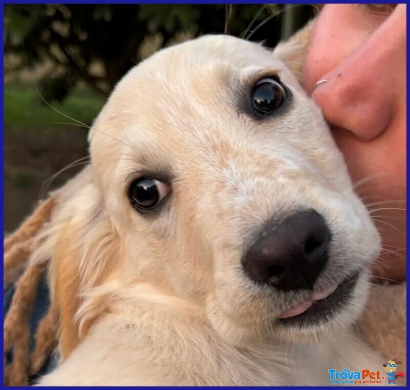 Mirtillo Cucciolo mix Setter Sopravvissuto ai Fratelli - Foto n. 4