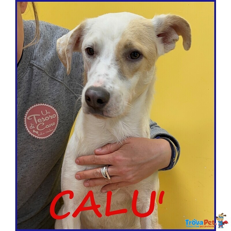 Calu' Tenera Cagnolina Salvata Dalla Gabbia - Foto n. 1