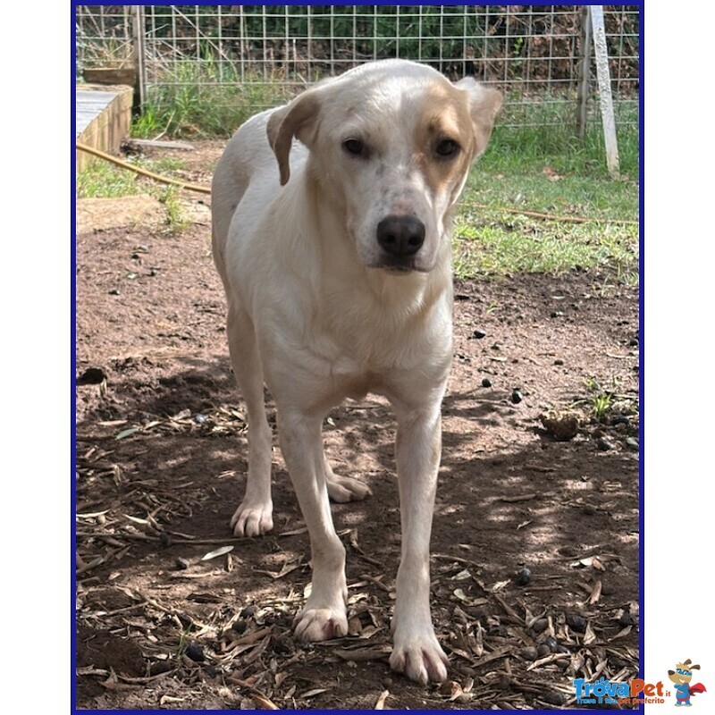 Calu' Tenera Cagnolina Salvata Dalla Gabbia - Foto n. 2