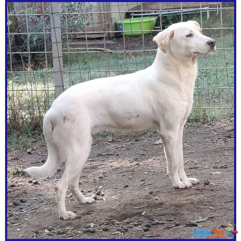 Calu' Tenera Cagnolina Salvata Dalla Gabbia - Foto n. 3
