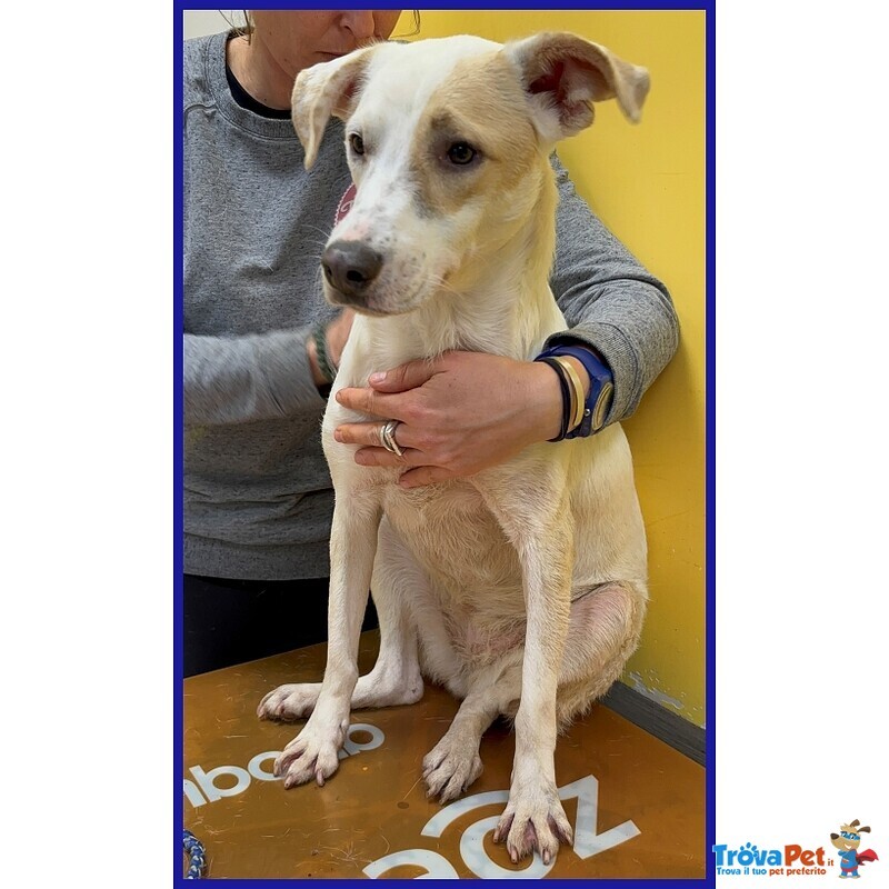 Calu' Tenera Cagnolina Salvata Dalla Gabbia - Foto n. 4