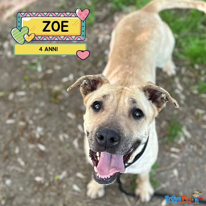 Zoe Dolce Cagnolina 4 anni Cerca casa - in Adozione - Foto n. 1