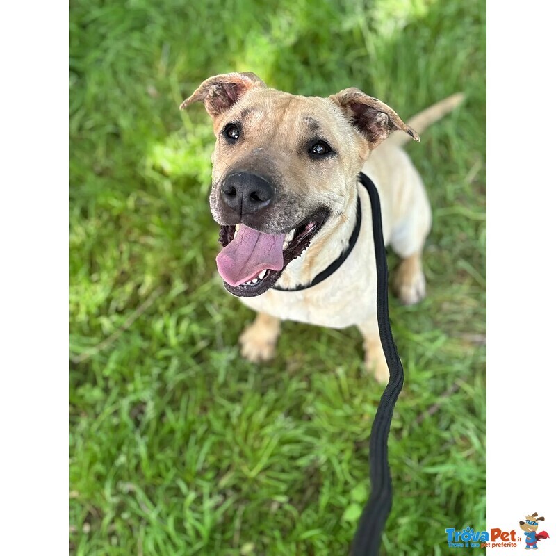 Zoe Dolce Cagnolina 4 anni Cerca casa - in Adozione - Foto n. 2