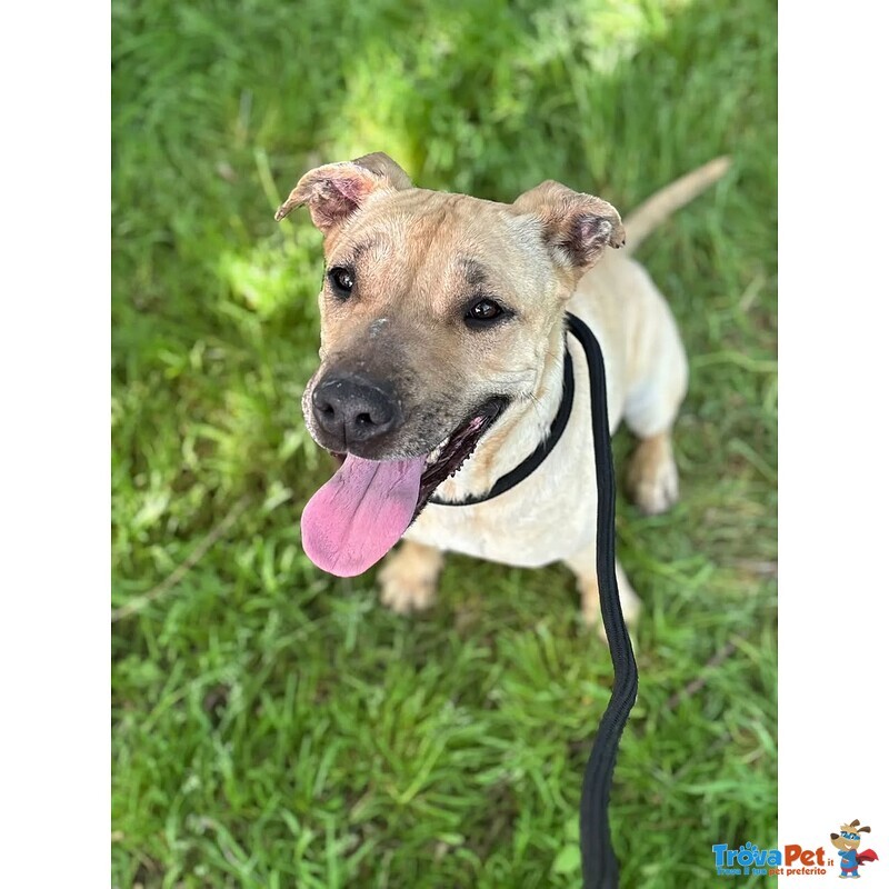 Zoe Dolce Cagnolina 4 anni Cerca casa - in Adozione - Foto n. 3