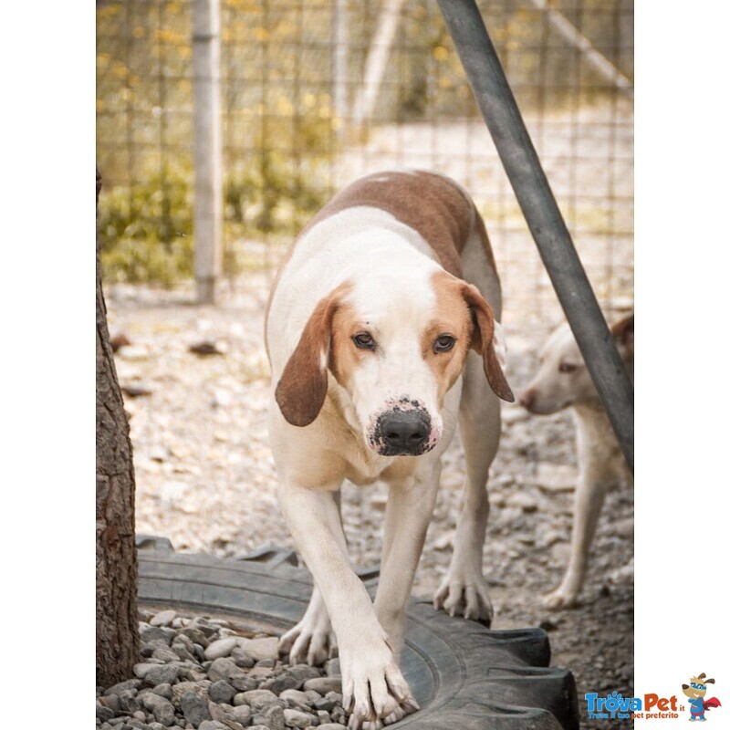 Bert - mix Beagle - Foto n. 1