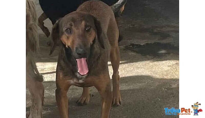 Bosco Segugio - Foto n. 1