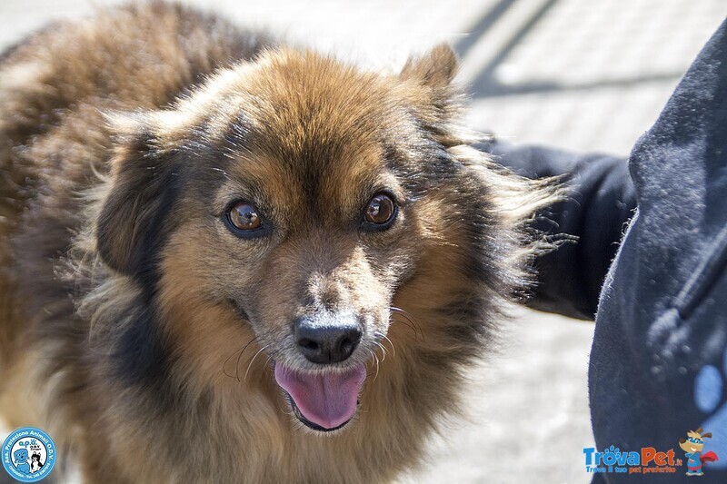 Bush: un Simpatico Orsetto di 10 Kg - Foto n. 1