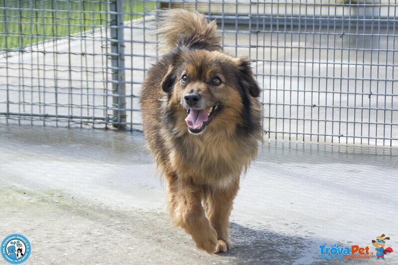 Bush: un Simpatico Orsetto di 10 Kg - Foto n. 2