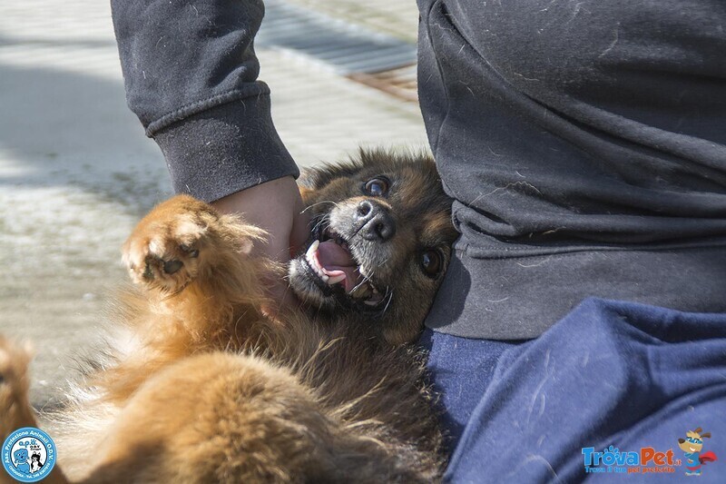 Bush: un Simpatico Orsetto di 10 Kg - Foto n. 3