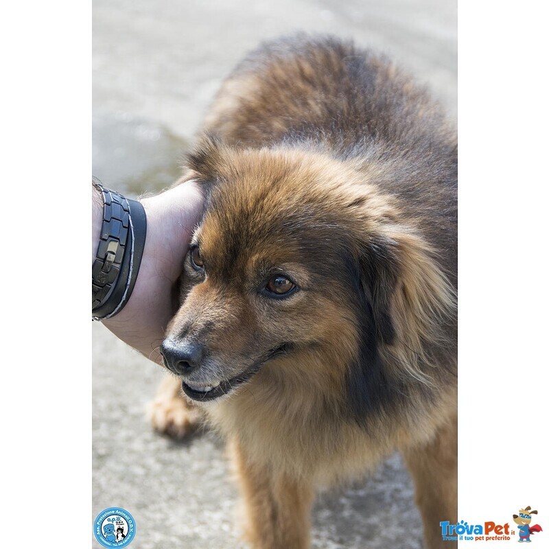 Bush: un Simpatico Orsetto di 10 Kg - Foto n. 4