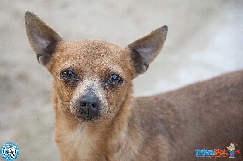 Tuono: 5 Chili di Personalità e un Cuore da Riparare - Foto n. 1