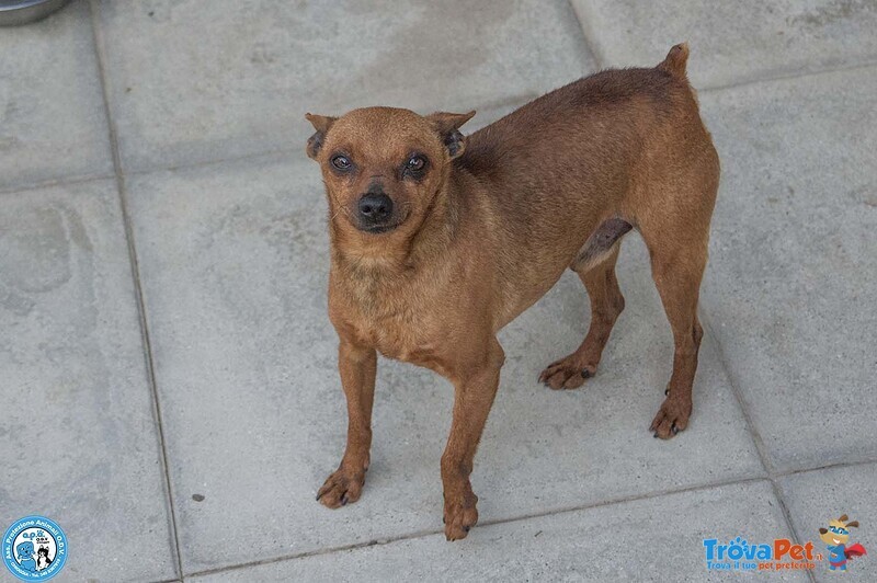 Tuono: 5 Chili di Personalità e un Cuore da Riparare - Foto n. 2