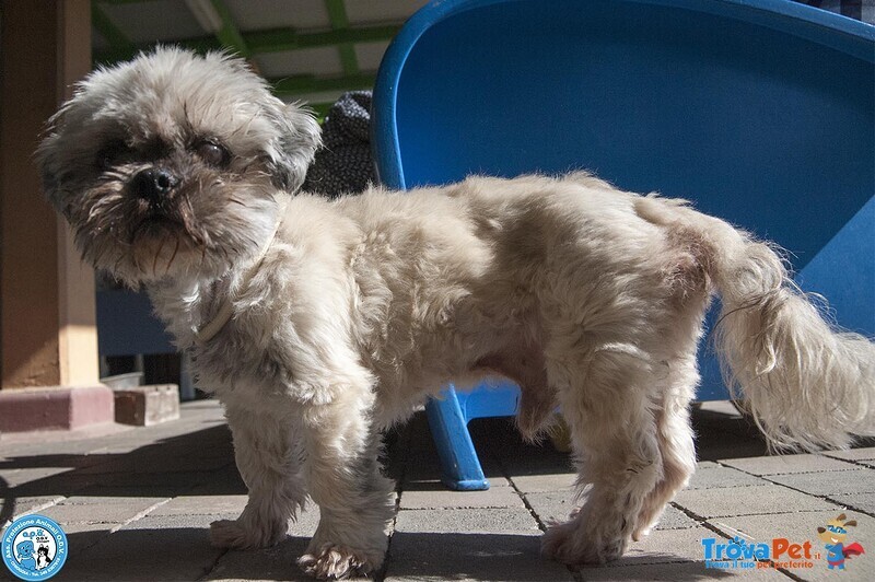 Blakino: il Piccolo shih tzu che Aspetta il Miracolo - Foto n. 3