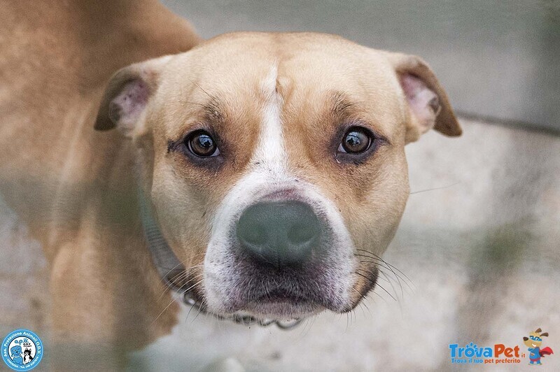 Tuono: un Gentilcane in Abito da Bullo - Foto n. 1