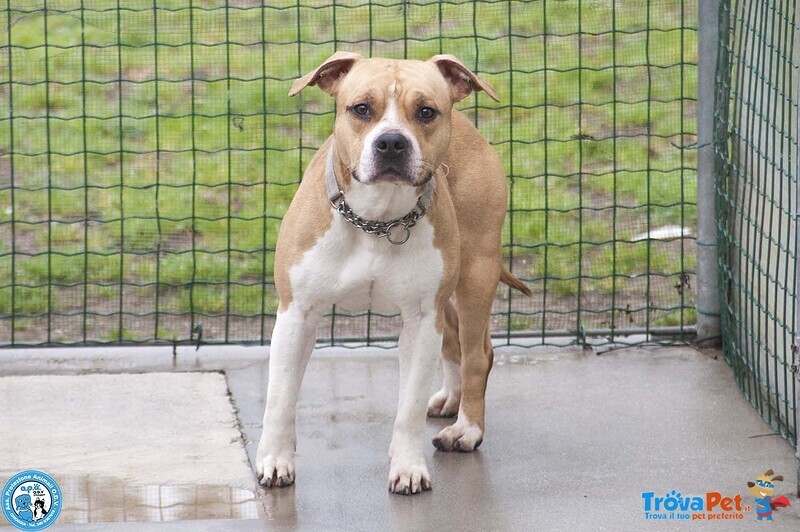 Tuono: un Gentilcane in Abito da Bullo - Foto n. 2