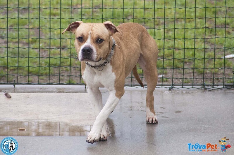 Tuono: un Gentilcane in Abito da Bullo - Foto n. 3