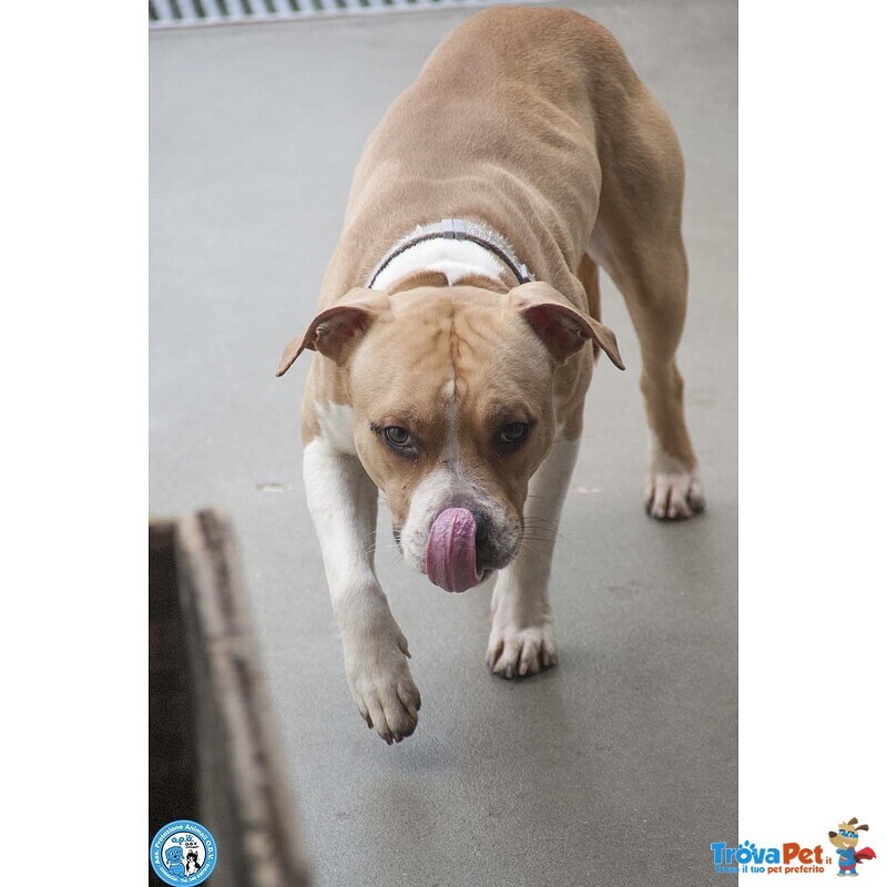 Tuono: un Gentilcane in Abito da Bullo - Foto n. 4