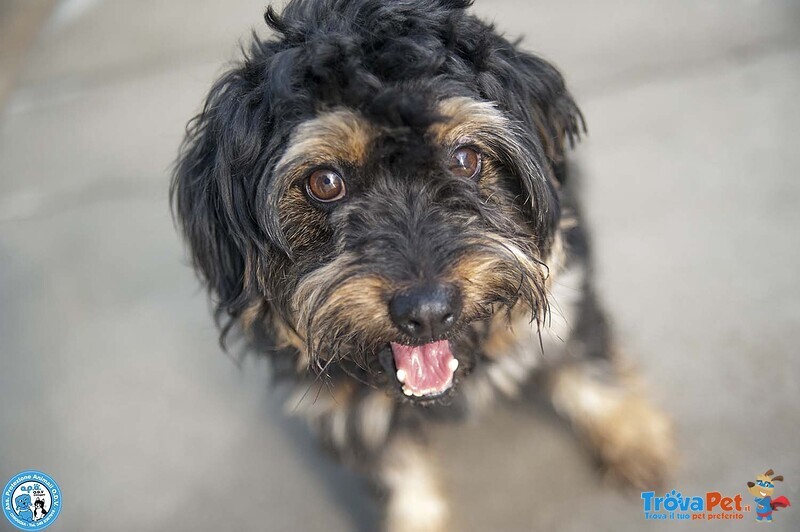 Teo: il Riscatto di un Piccolo Guerriero - Foto n. 1