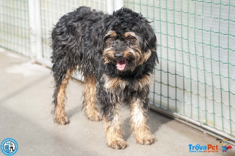 Teo: il Riscatto di un Piccolo Guerriero - Foto n. 3
